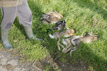 dead hare and duck in the grass © ahavelaar