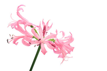 Nerine
