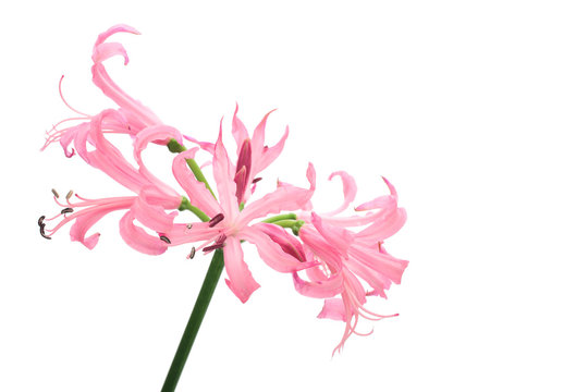 Nerine