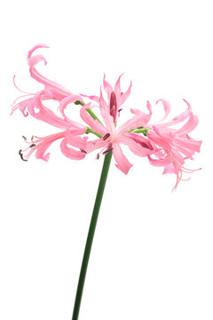 Nerine