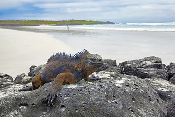 Naklejka premium Galapagos marine Iguana