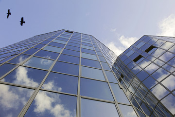 reflecting facade and crows