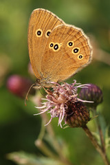 Obraz premium Ringlet butterfly on Thistle