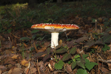 Fly Agaric fungus. Amanita muscaria.