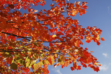 Norway Maple leaves in autumn