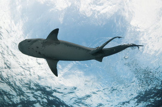 Underview of a tiger shark