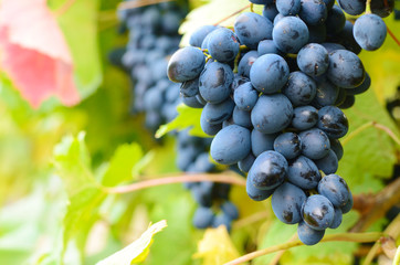 Blue grapes