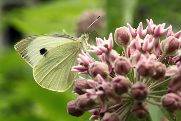 Small White on pink flowers