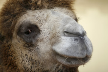 Fototapeta premium camel portrait