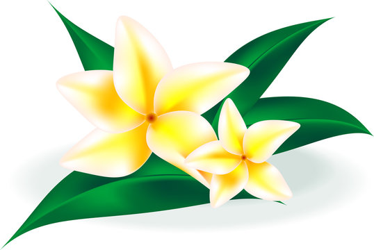 frangipani, tropical white and yellow fragrant flowers