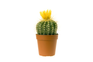 cactus en fleur 4