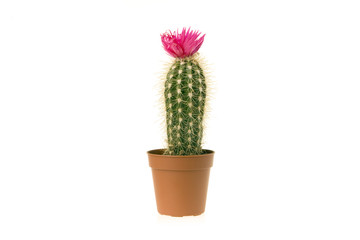 cactus en fleur 3