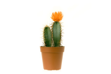 cactus en fleur 2