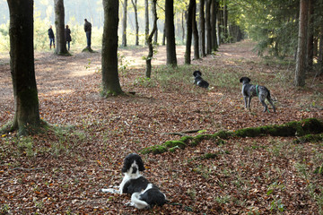 hunting dogs paying attention during training