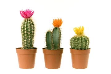 Foto op Canvas cactus en fleur © thierryplouchard