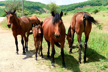 Fototapeta premium horses