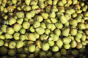 lots of pears freshly harvested