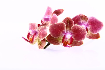 Orchid flowers on a branch covered with water drops on white