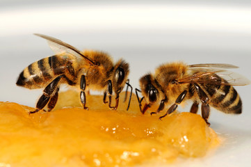 Zwei Bienen