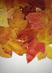 Background group autumn orange leaves