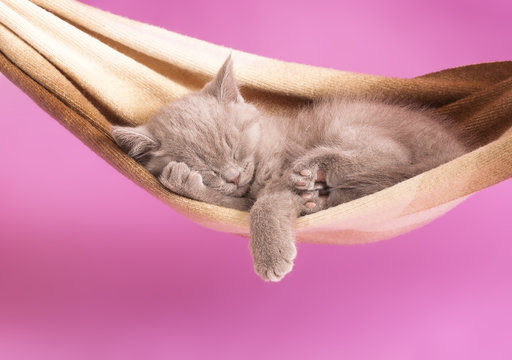 sleeping kitten in a hammock