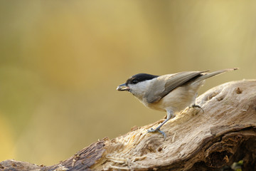 mésange noire