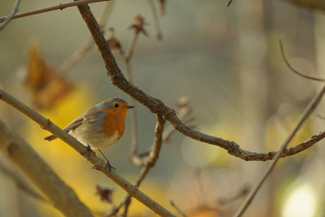 rouge gorge