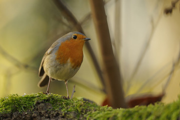 rouge gorge