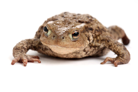 Kr&ouml;te im Anmarsch