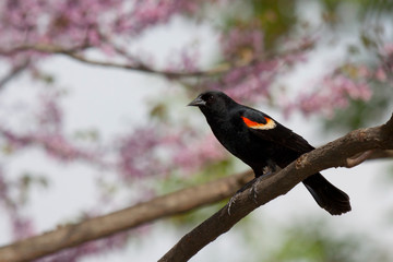 redwing blackbird in a pastel paradise