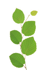 Fototapeta na wymiar lipa zielone liście na białym tle