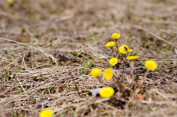 Early spring coltsfoot flower in blossom and a bee