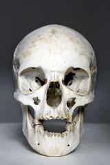 human skull against dark background