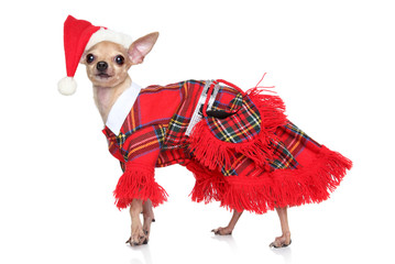 Toy terrier in fashion Santa Costume