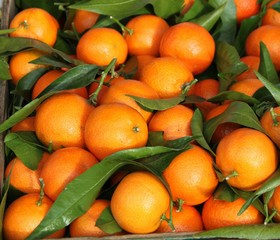 Fond de cl&eacute;mentines corses