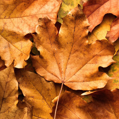 autumn maple leaf on leaves background