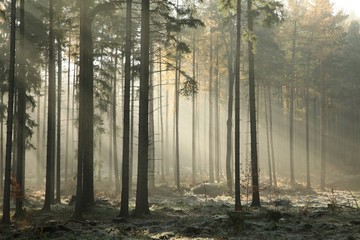 Forêt de conifères d& 39 automne un matin brumeux
