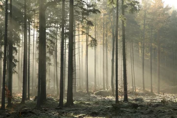 Poster Im Rahmen Herbstlicher Nadelwald an einem nebligen Morgen © Aniszewski