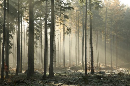 Fototapeta Autumn coniferous forest on a foggy morning