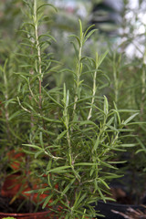 rosemary plants in a greenhouse