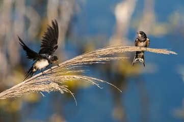 Barn swallows - Hirundo rustica, Crete