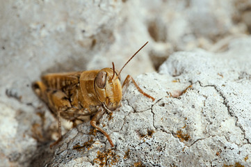 Grasshopper, Crete