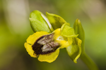 Ophrys lutea, Crete