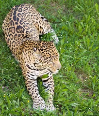 Foto auf Acrylglas Panther panther leopard