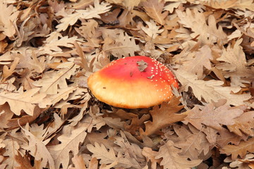 Amanita muscaria.