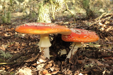 Amanita muscaria.