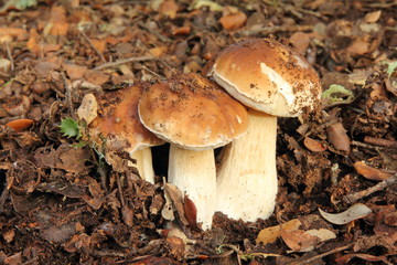 Boletus edulis.