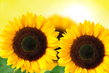 Obraz premium sunflower background