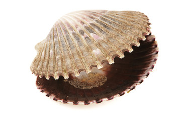 isolated sea shell