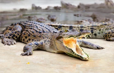 Tableaux ronds sur aluminium brossé Crocodile Portrait de crocodiles dans une ferme, Thaïlande